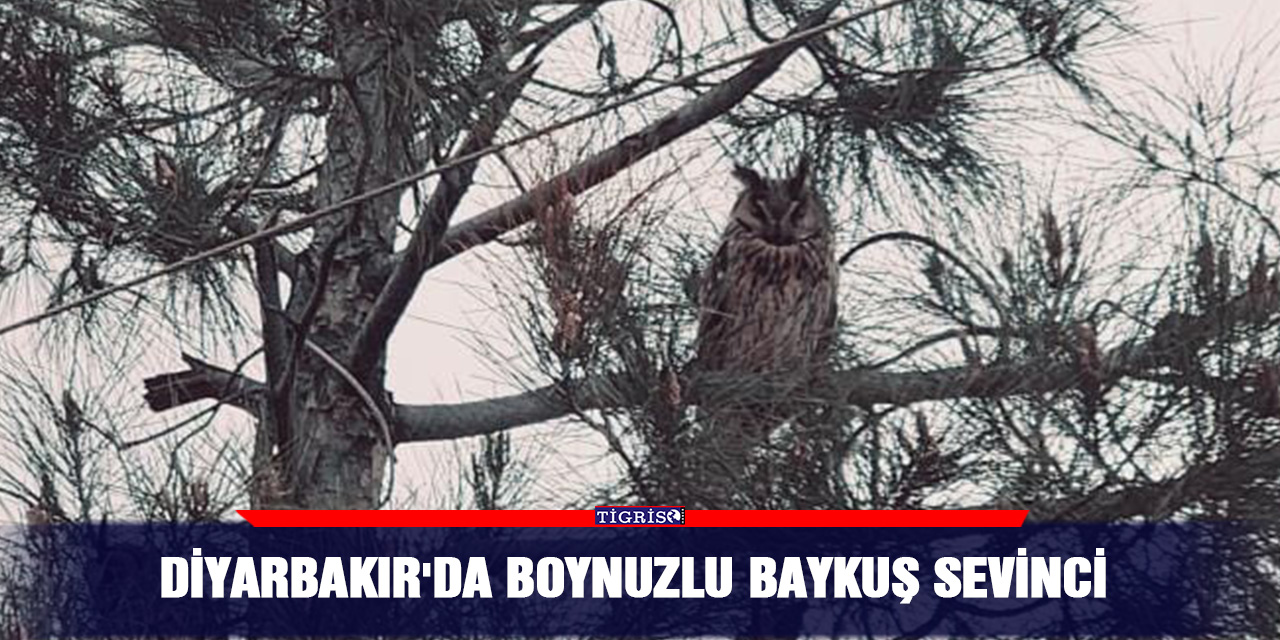 Diyarbakır'da boynuzlu baykuş sevinci