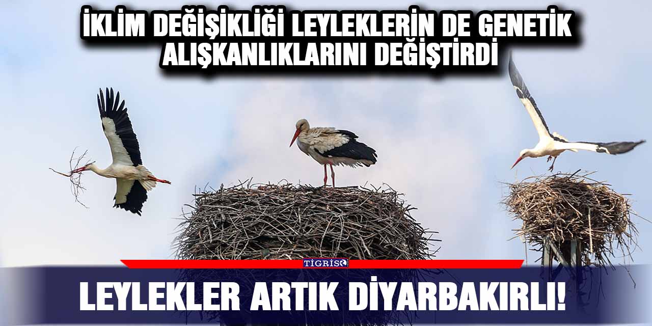 Leylekler artık Diyarbakırlı!