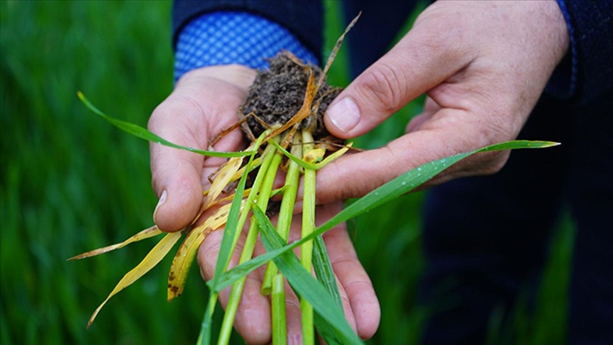 Mart yağmurları çiftçinin yüzünü güldürdü