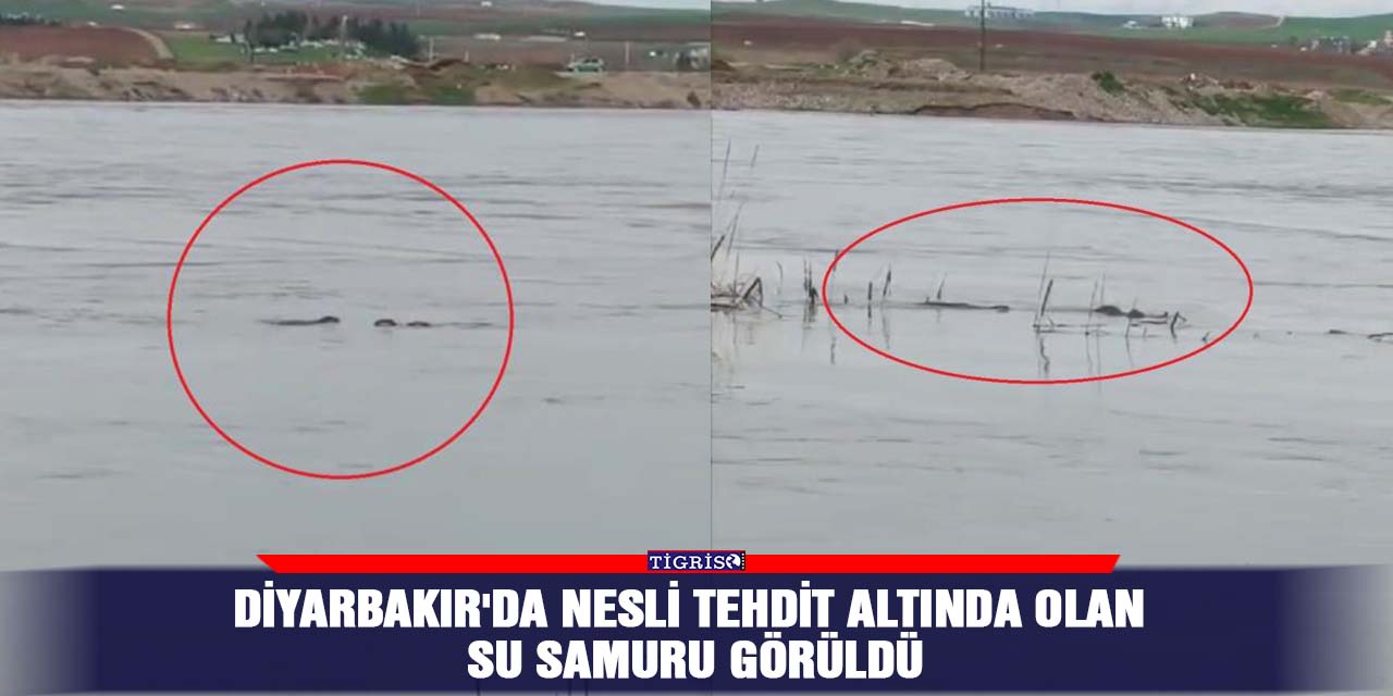 Diyarbakır'da nesli tehdit altında olan su samuru görüldü