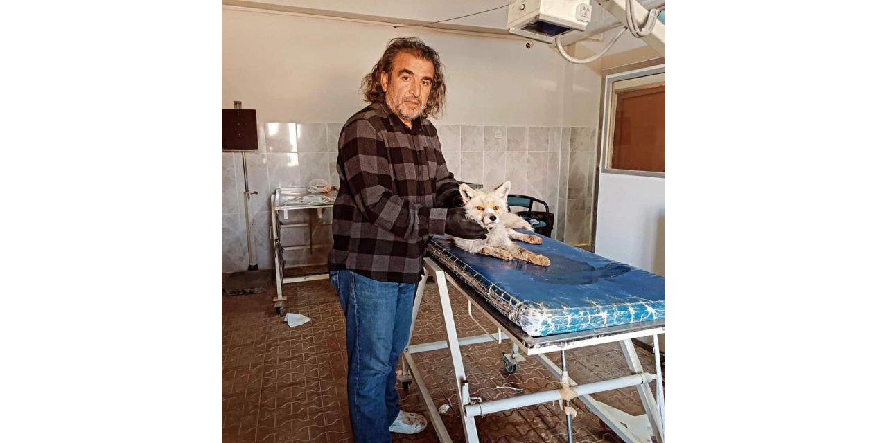 Van'da yaralı olarak bulunan tilki tedavi altına alındı