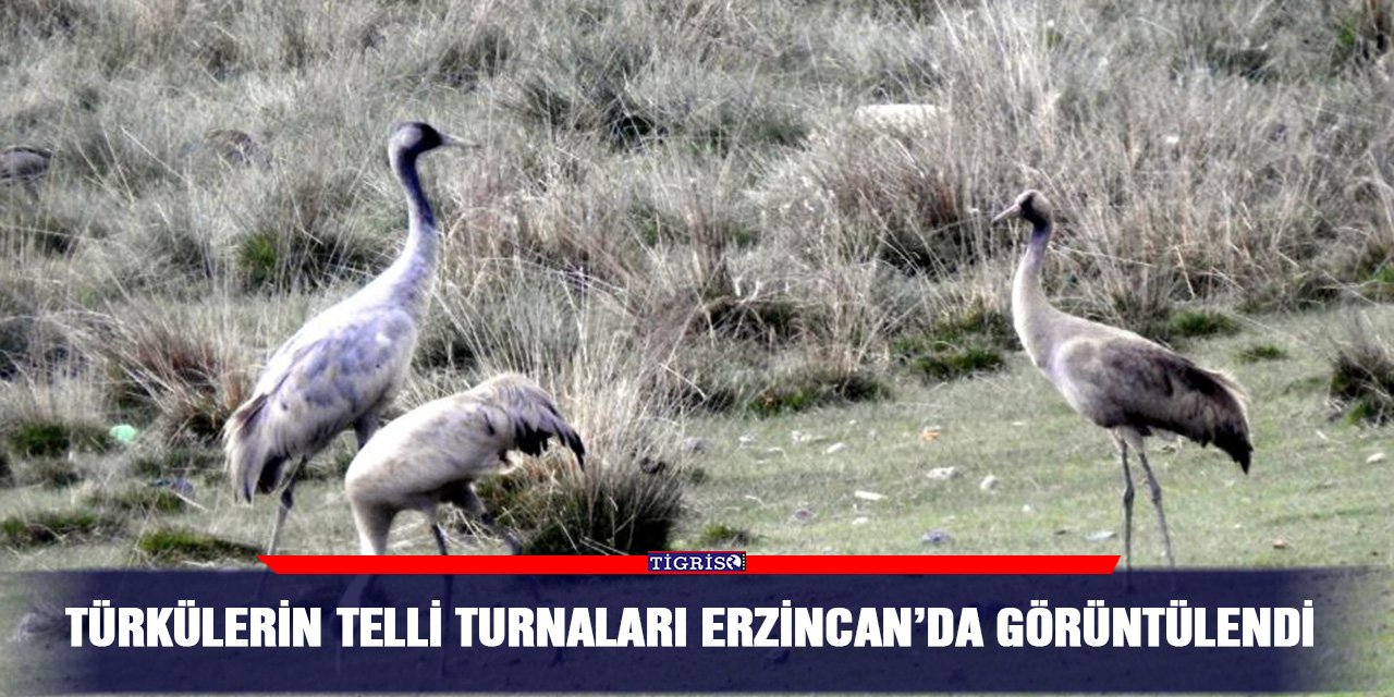 Türkülerin telli turnaları Erzincan’da görüntülendi