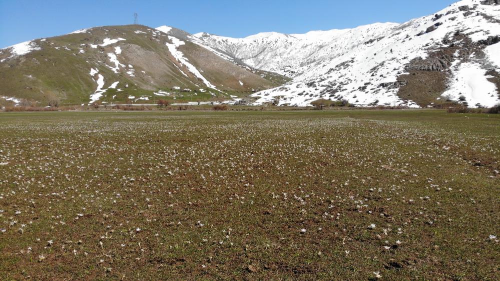 Baharın müjdecisi kardelenlerden görsel şölen