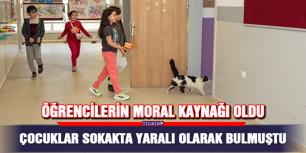 VİDEO - Çocuklar sokakta yaralı olarak bulmuştu