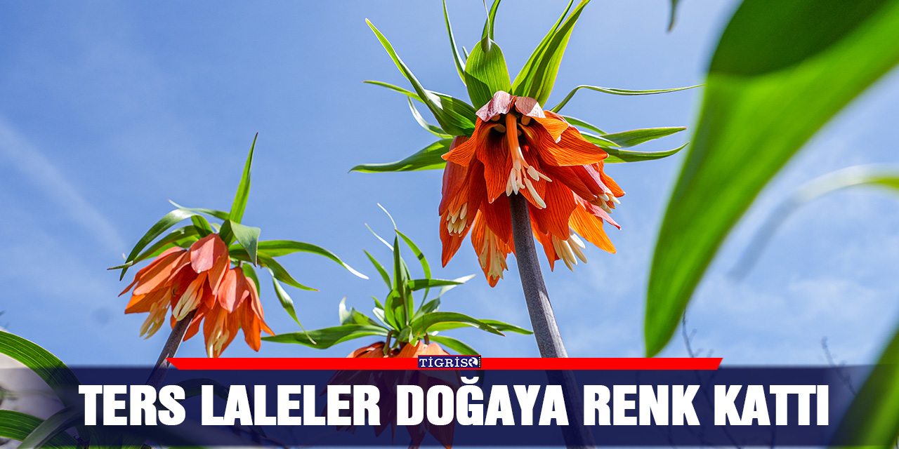 Ters laleler doğaya renk kattı