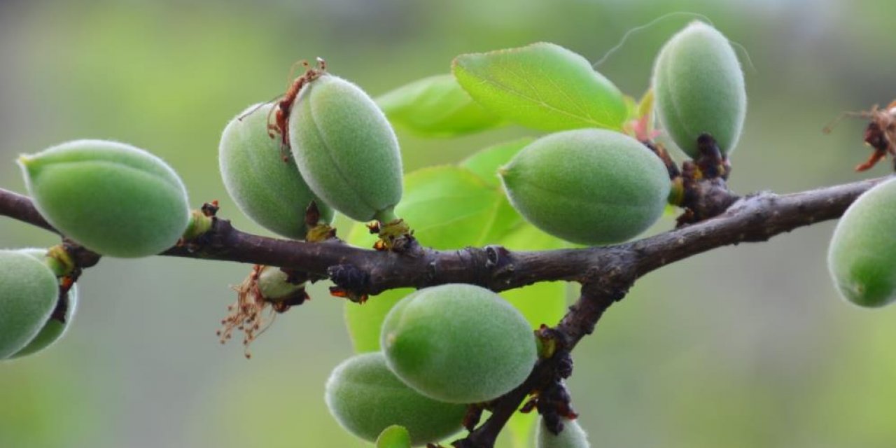 Mevsimin ilk kayısı çağlası Kale’de