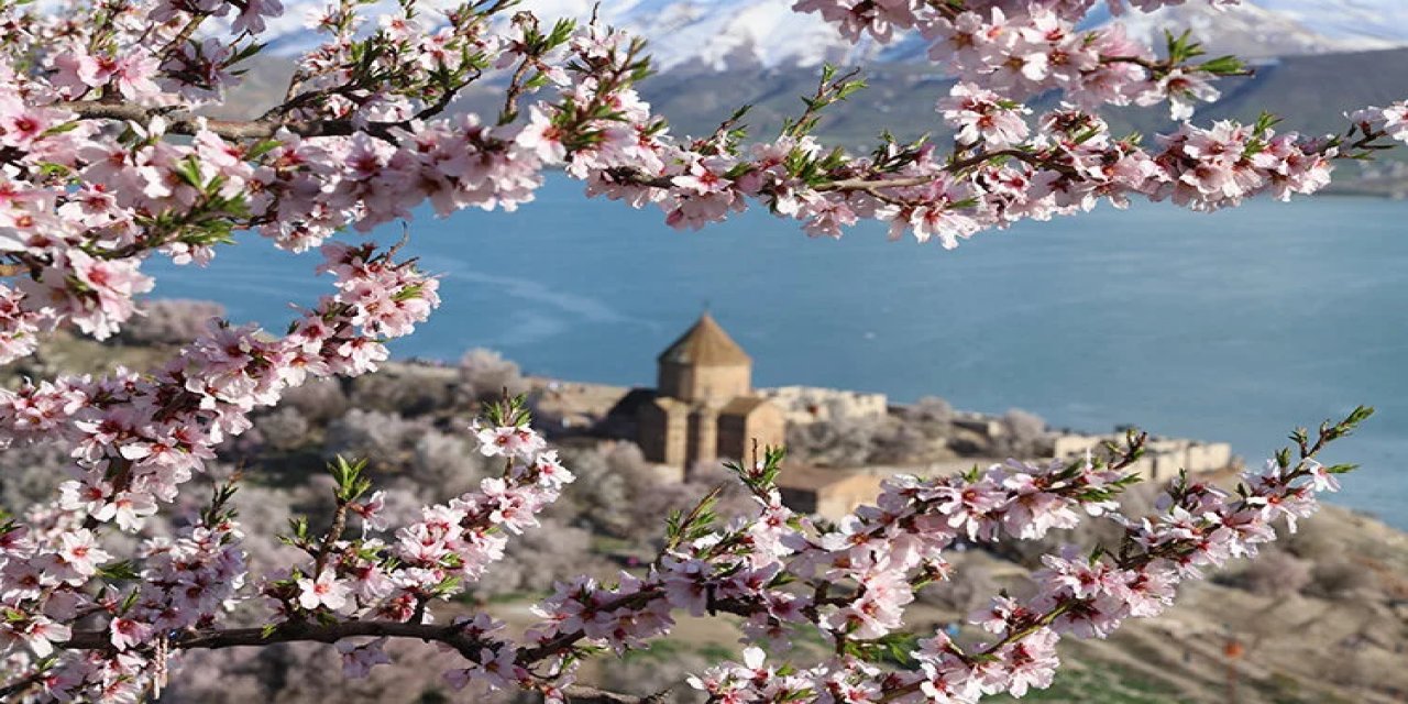 Badem ağaçları Akdamar Adası'nı renklendirdi