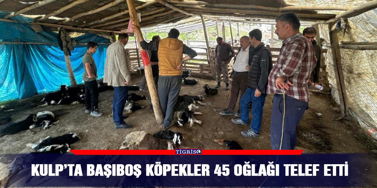 Kulp’ta başıboş köpekler 45 oğlağı telef etti