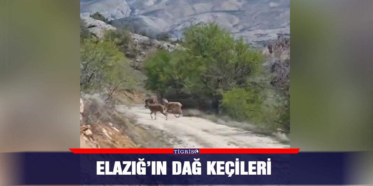 Elazığ’ın dağ keçileri