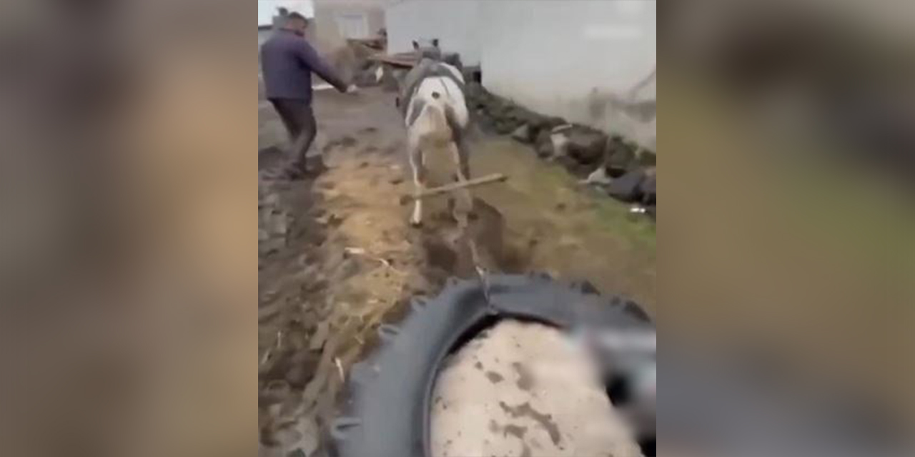 Ata eziyet ettiler, ceza yediler