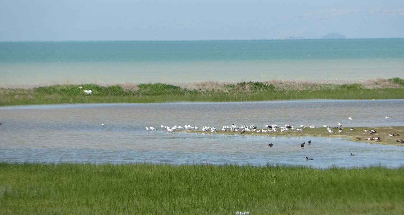 Van Gölü’nde su seviyesi yükseldi