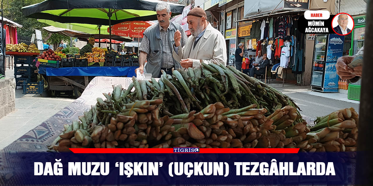 Dağ muzu ‘Işkın’ (Uçkun) tezgâhlarda