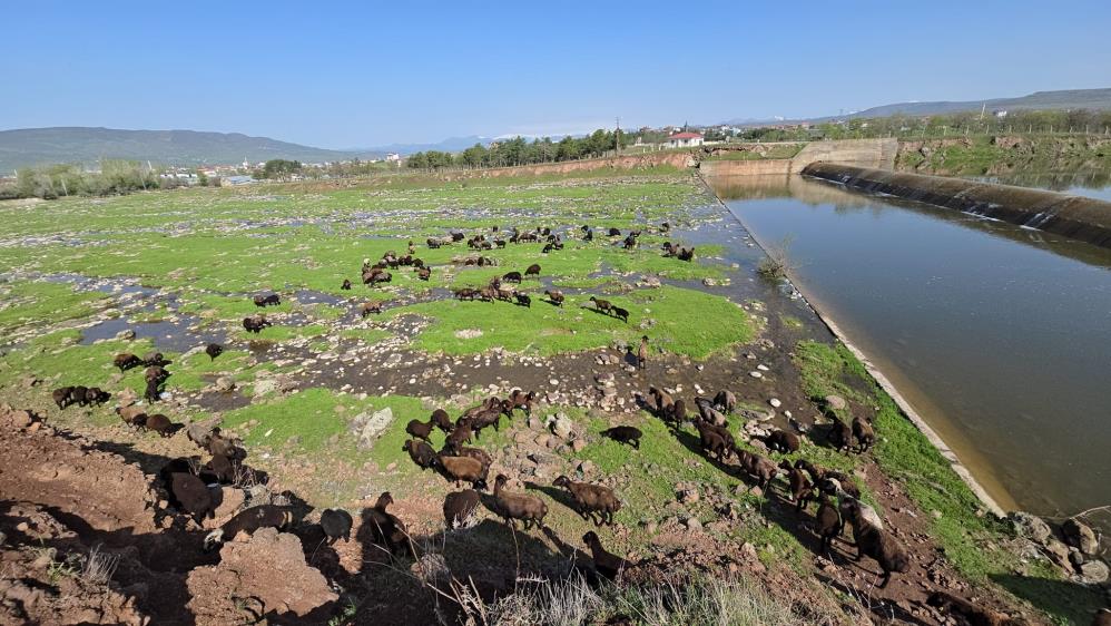 Elazığ’a bahar geldi, koyun sürüleri otlağa indi