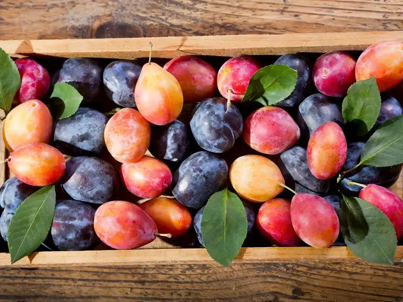 Yazın Vazgeçilmezi Meyvesi Böbrek Taşı Yapıyor mu? Sağlığınız İçin Bilmeniz Gerekenler!