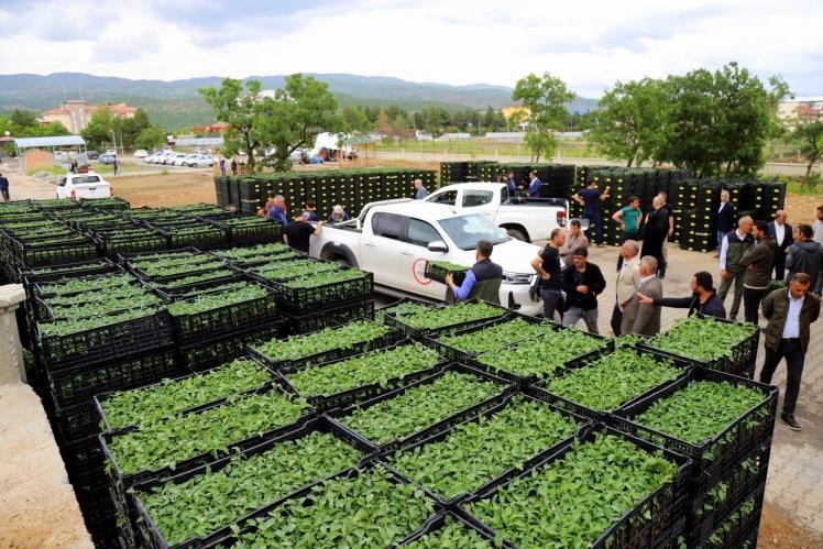 Bingöl'de yüzde 75 sebze fidesi temin edilecek