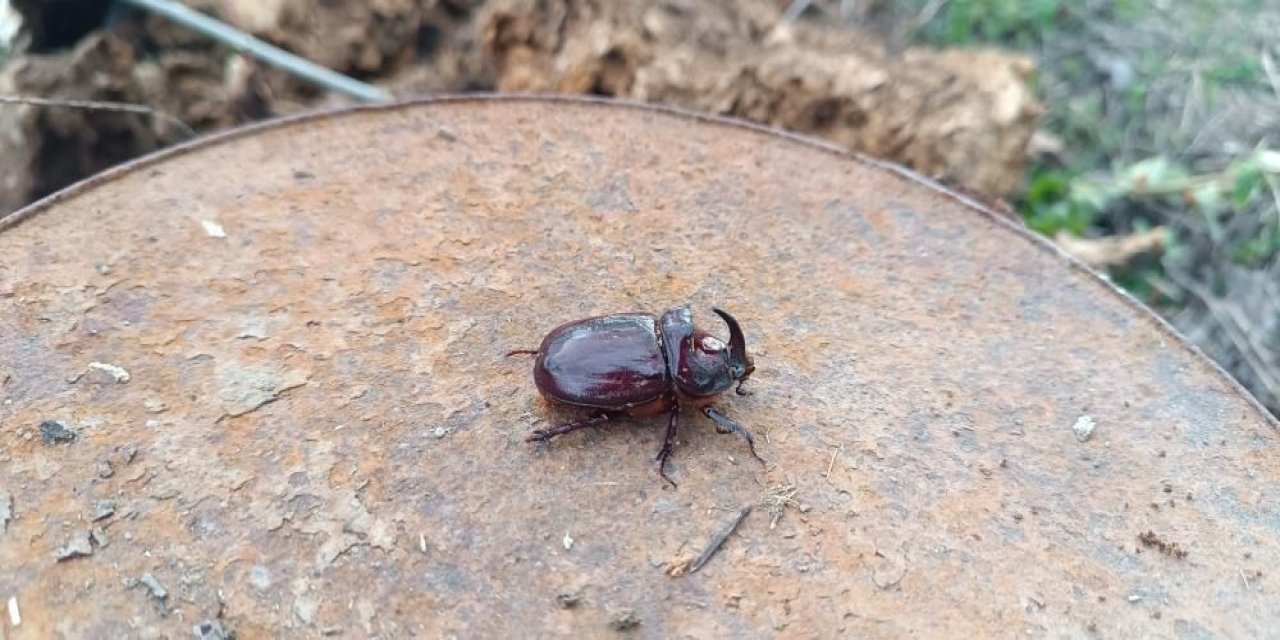 Hakkari'de şaşırtıcı keşif: Dünyanın en güçlü böceği görüldü!