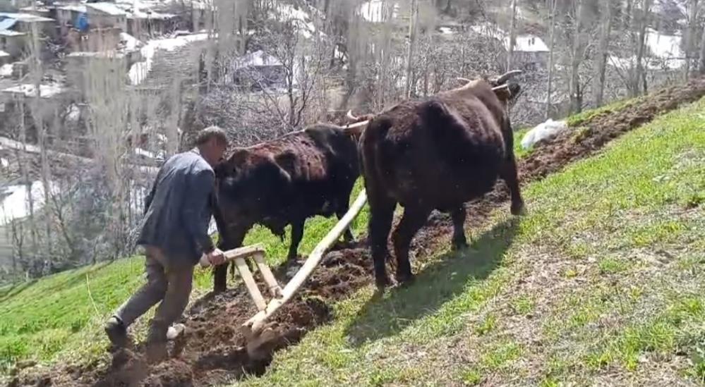 Bu ilçede halen 'Kara saban' kullanılıyor