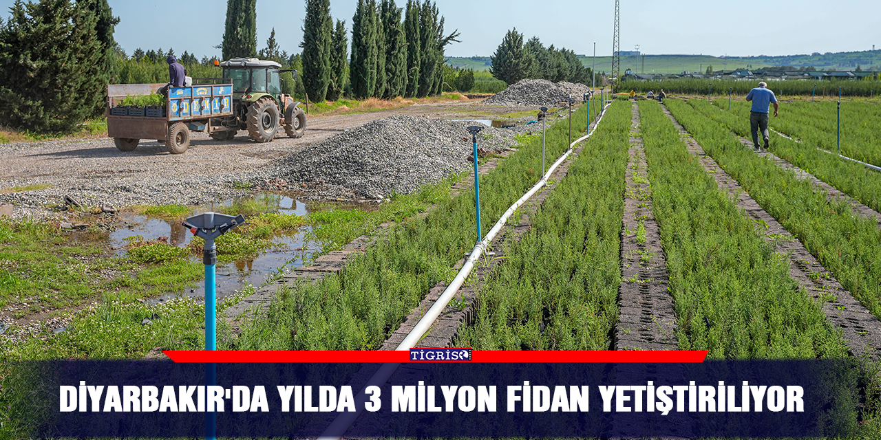 Diyarbakır'da yılda 3 milyon fidan yetiştiriliyor
