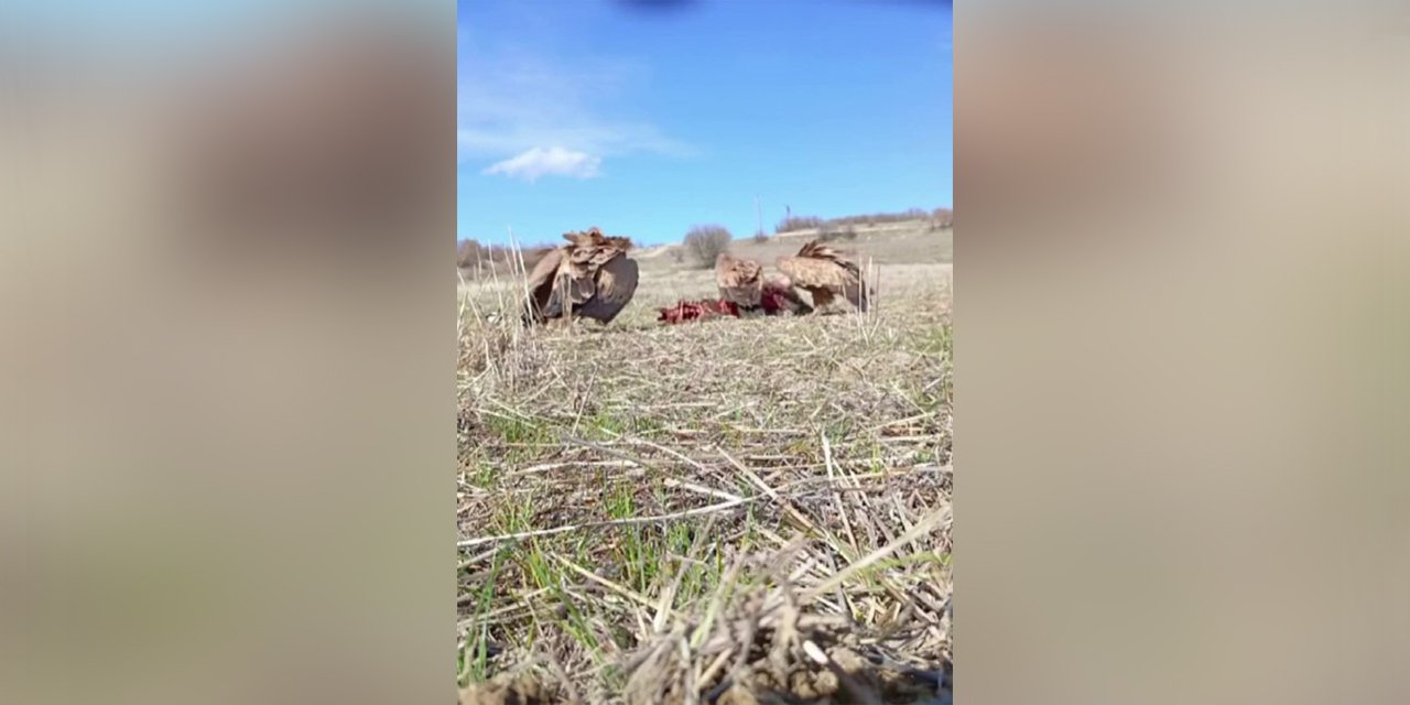 Domuz leşine gelen akbabalar, fotokapana takıldı