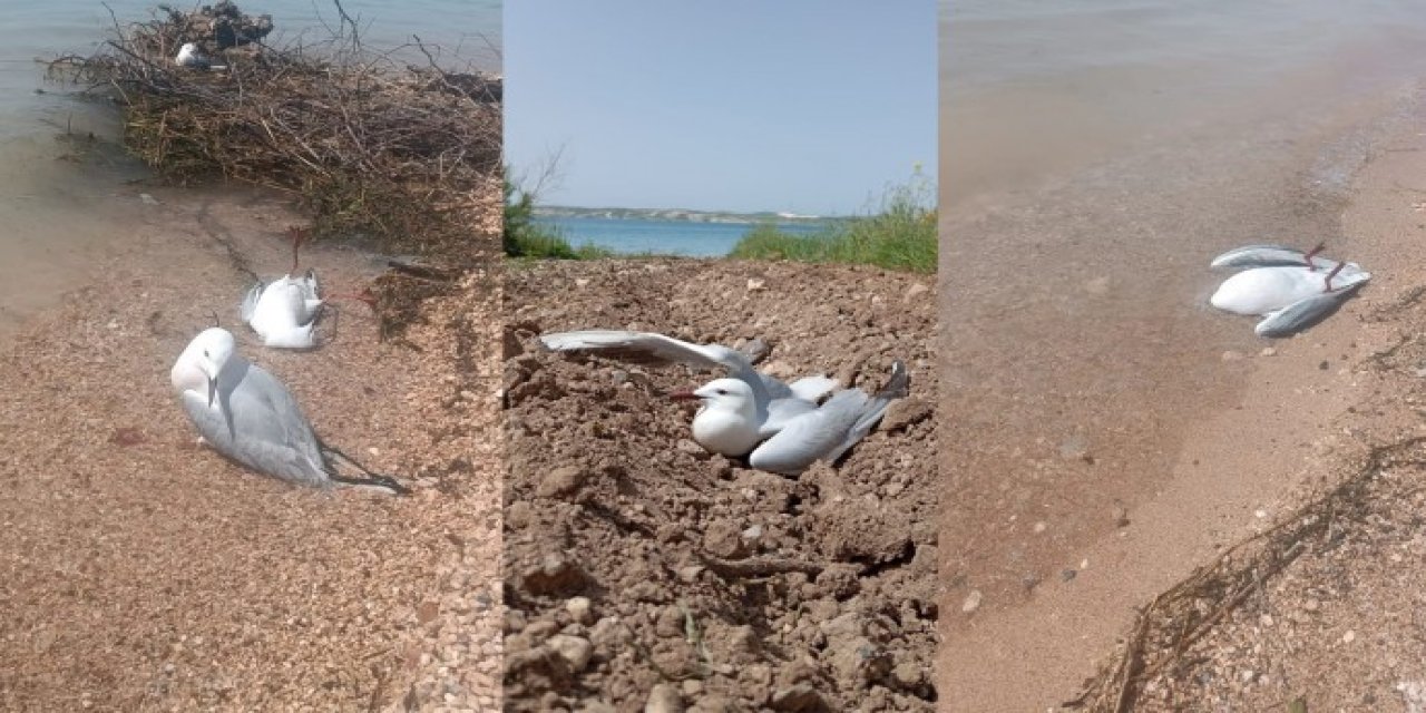 Fırat Nehri kıyısında onlarca ölü martı bulundu
