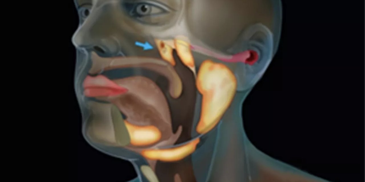 Bilim insanları kanseri araştırırken kazara yeni organ keşfetti