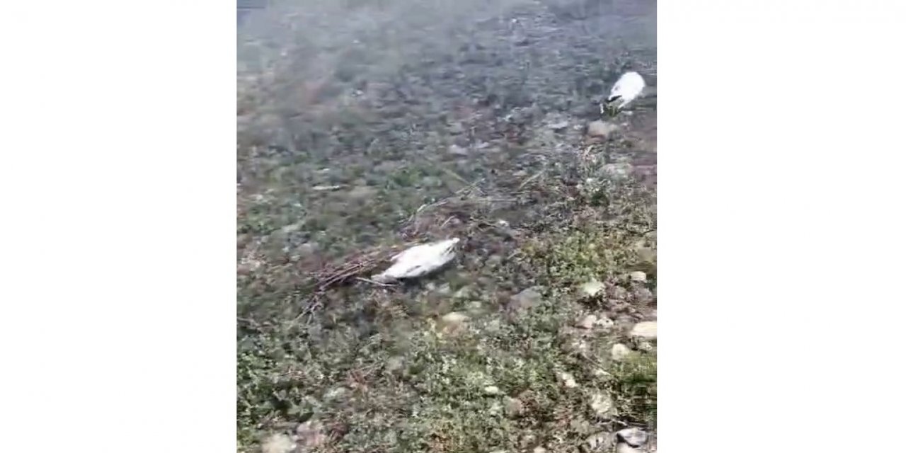 Martı ölümlerinin nedeni ortaya çıktı: NDV tespit edildi