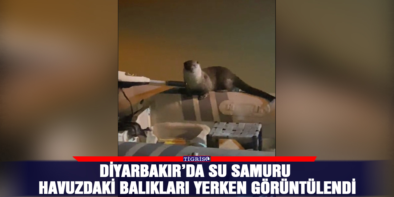 Diyarbakır’da su samuru havuzdaki balıkları yerken görüntülendi