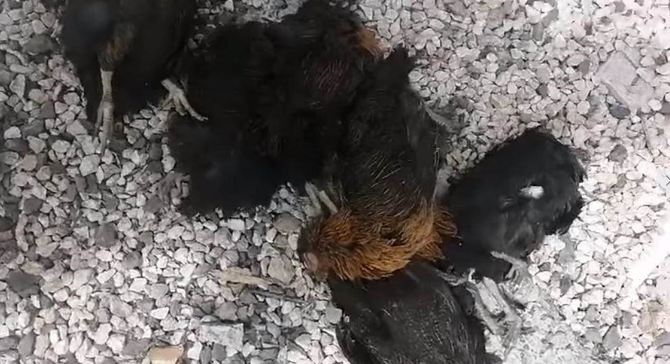 Hırsızlar kümesten 60 tavuk ve 2 kangal yavrusu çaldı