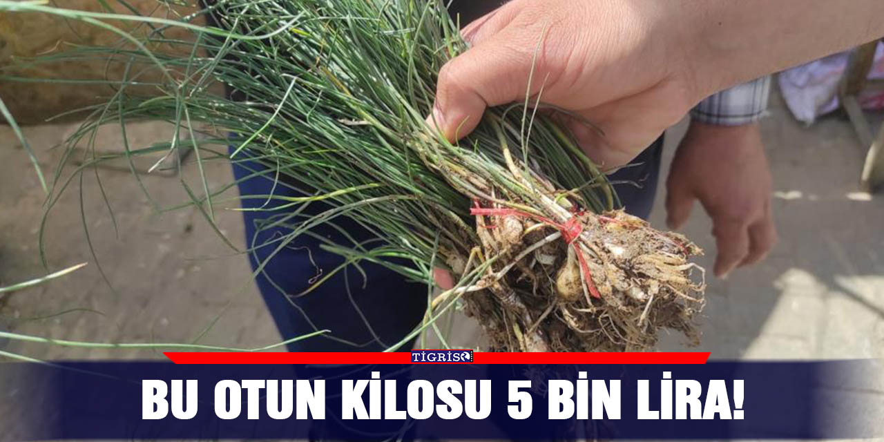Bu otun kilosu 5 bin lira!