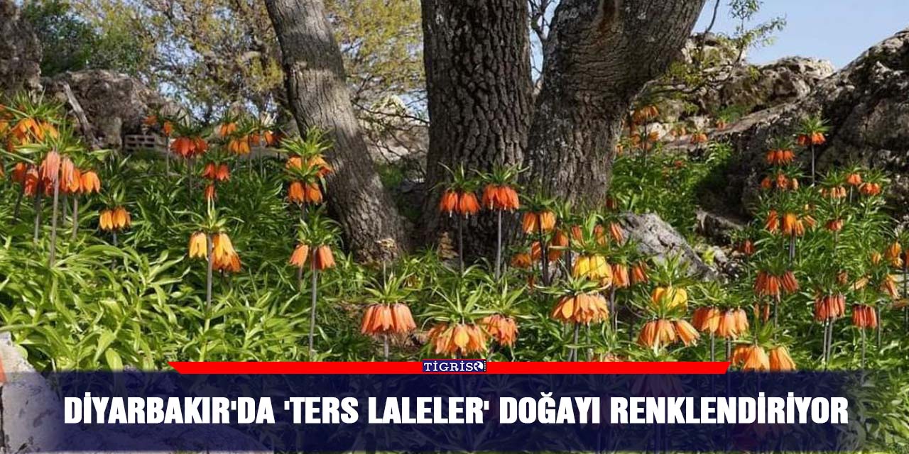 Diyarbakır'da 'ters laleler' doğayı renklendiriyor