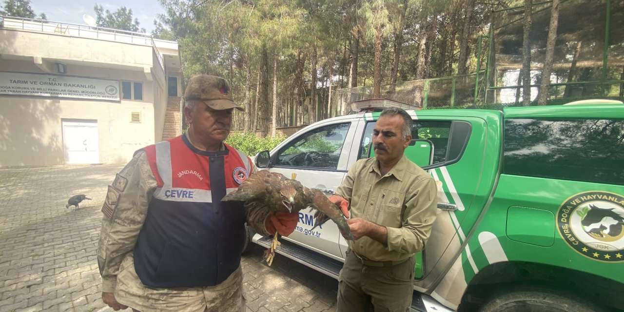 Şahini evinde besleyen kişiye 30 bin TL para cezası