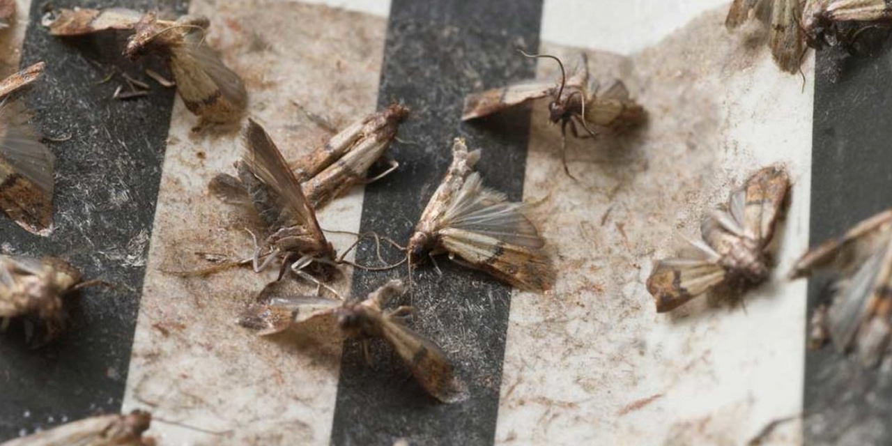 Evdeki güvelerden kalıcı olarak kurtulmanın yolları