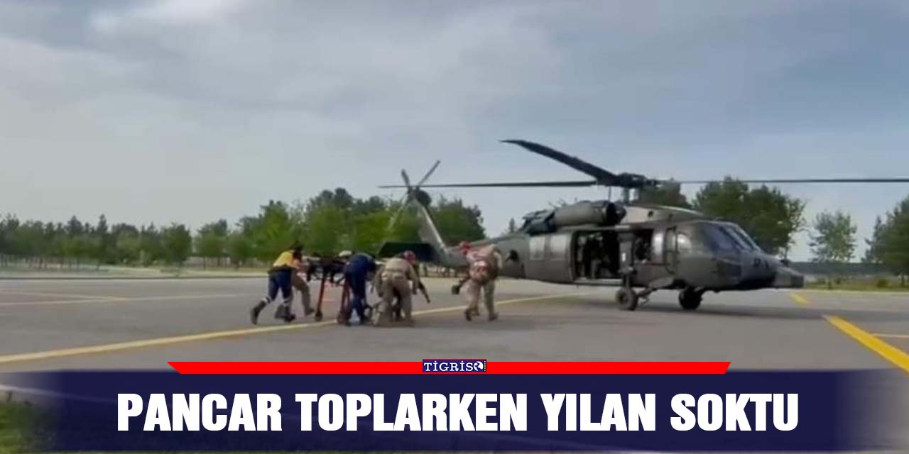 Pancar toplarken yılan soktu
