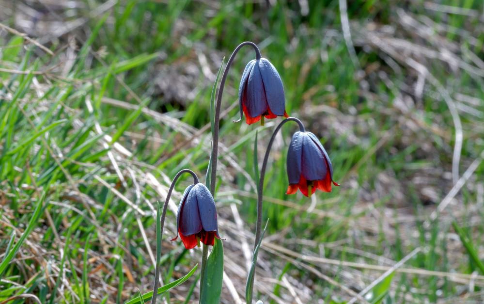 Palandöken’de Kaf Laleleri açtı