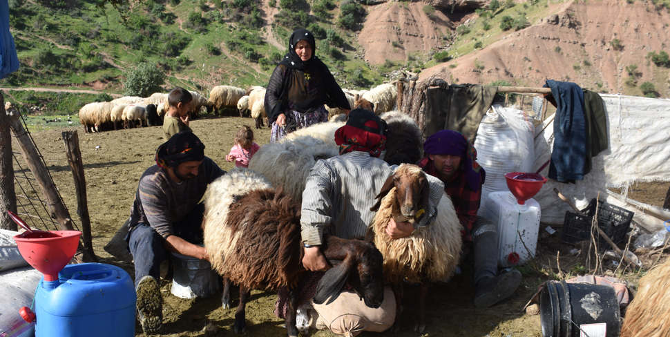 Şırnak'ta göçerlerin yayla yolculuğu başladı
