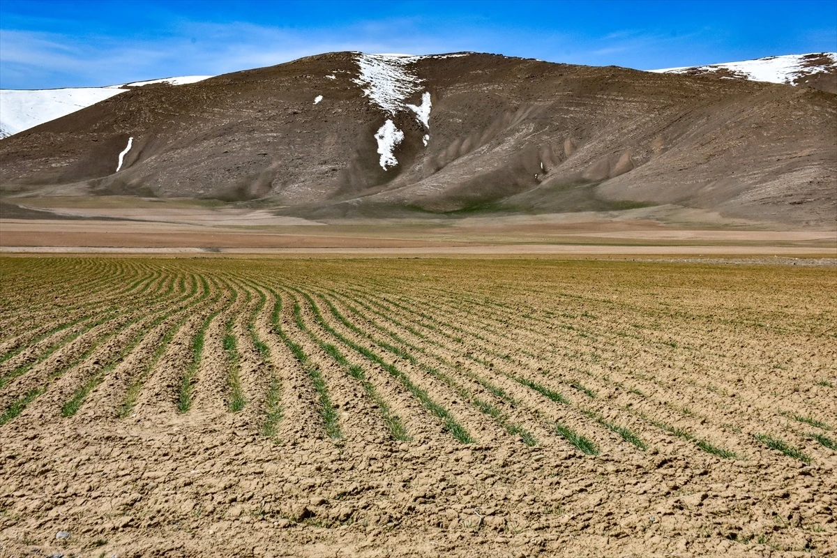 Van'daki yağışlar yem bitkisi üreticilerini ve besicileri sevindirdi