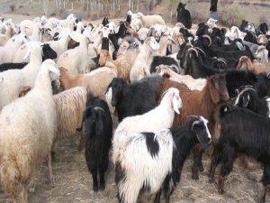 “Canlı hayvan sayısında sorun yok”