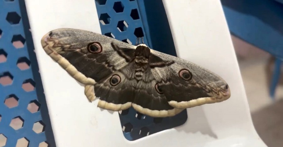 Vincent Van Gogh'un eserinde yer alan ‘tavus kelebeği’ Siirt’te görüldü