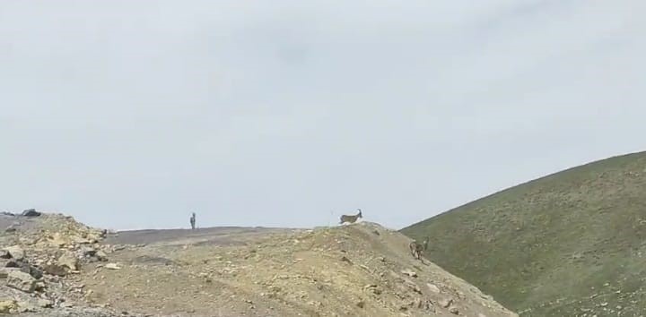 Çukurca’da dağ keçileri sürü halinde görüntülendi