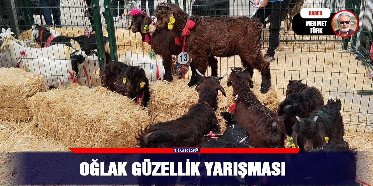 VİDEO - Oğlak Güzellik yarışması
