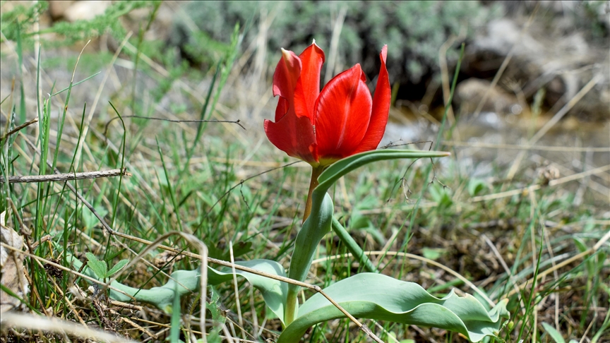 Malatya'da doğaseverlerden Beydağı yürüyüşü