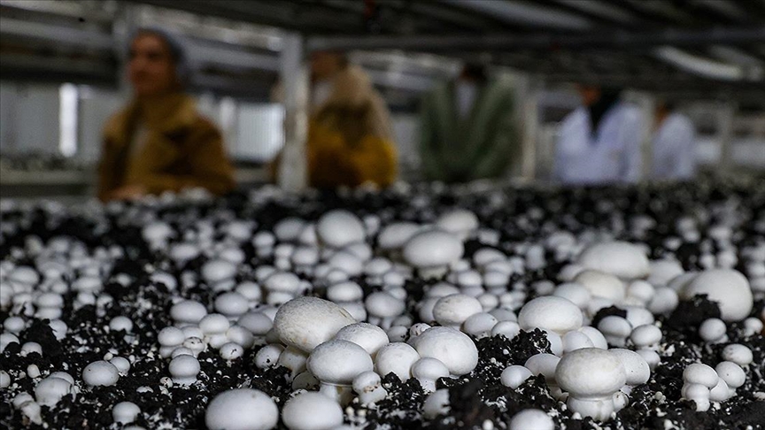 Tarımsal kredilere ilişkin esaslar belirlendi