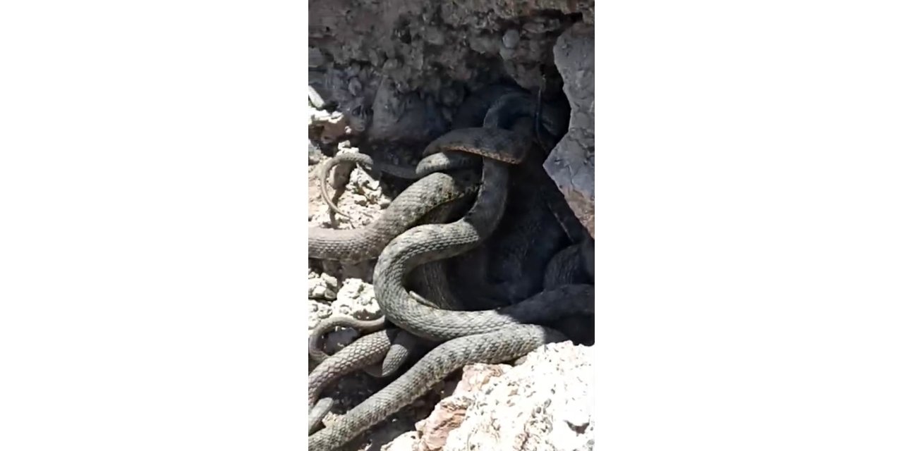 Yüksekova’da sürü halinde yılanlar görüntülendi