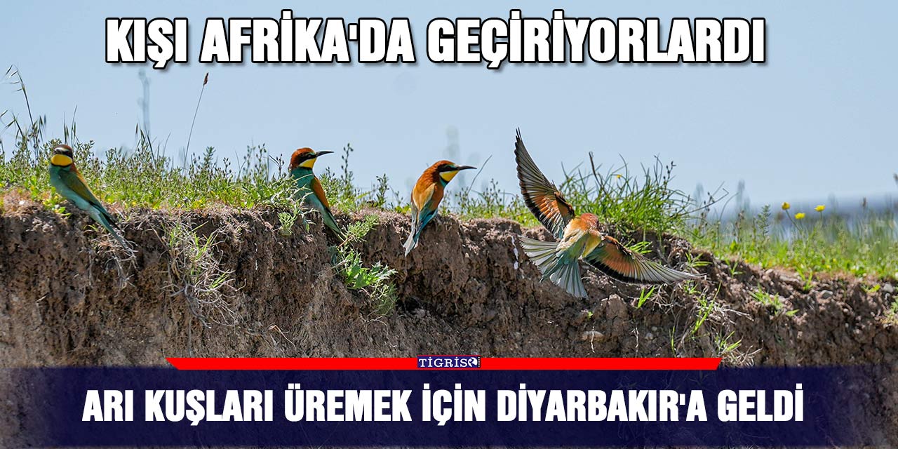 Arı kuşları üremek için Diyarbakır'a geldi