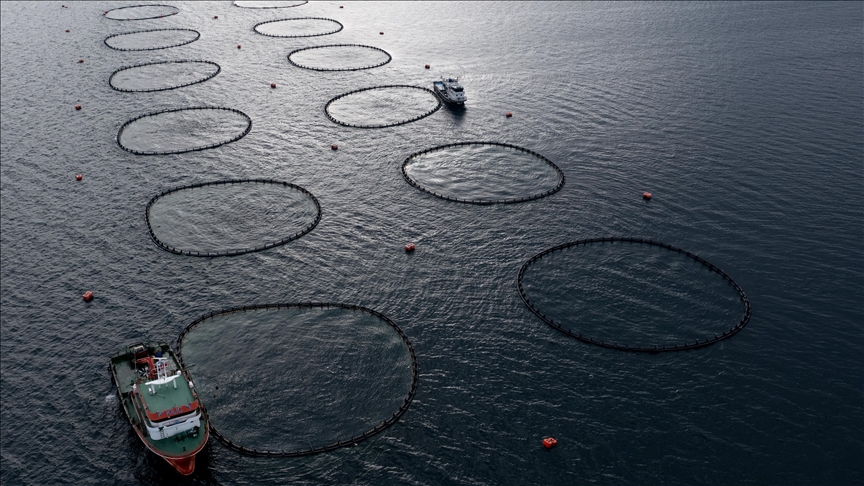 Balıkçıların yeni rotası Afrika ülkeleri