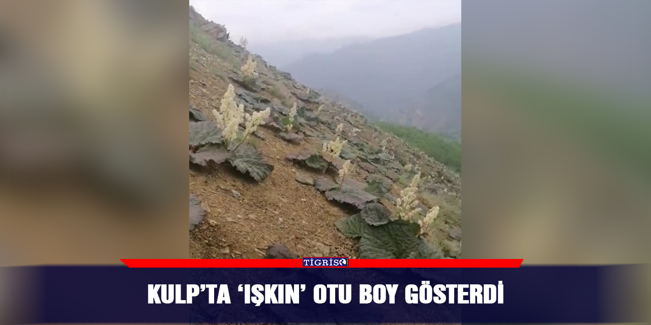Kulp’ta ‘ışkın’ otu boy gösterdi
