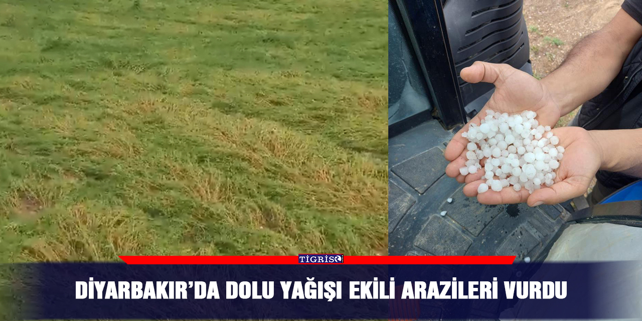 Diyarbakır’da dolu yağışı ekili arazileri vurdu