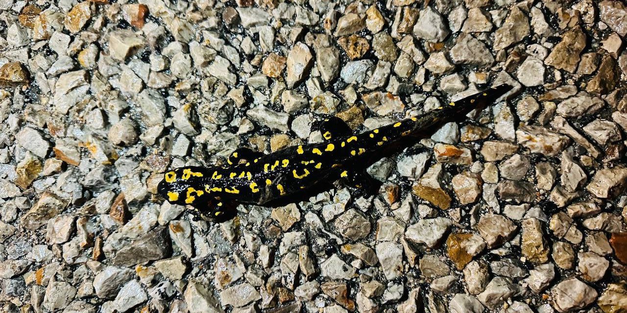 Şırnak'ta "sarı benekli semender" görüldü