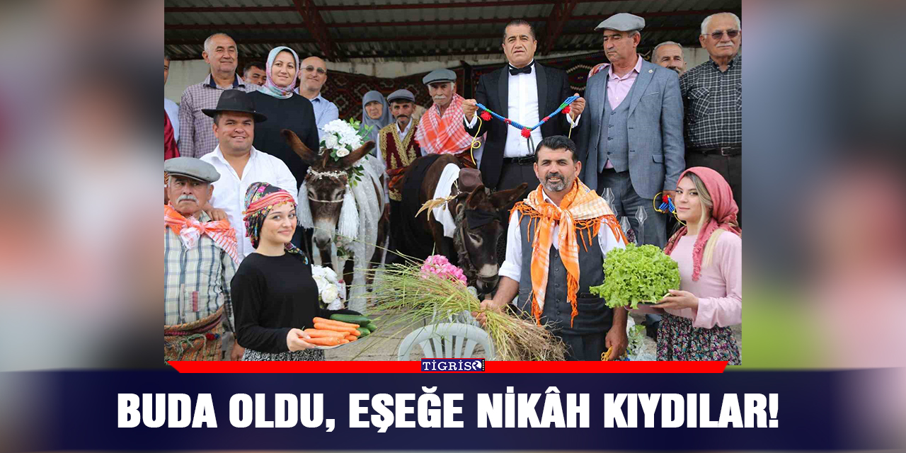 Bu da oldu, eşeğe nikâh kıydılar!