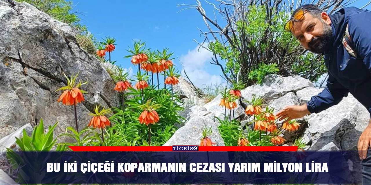 Bu iki çiçeği koparmanın cezası yarım milyon lira